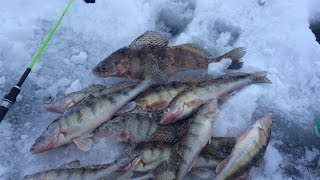Зимняя рыбалка. Вот это клёв! Ловля берша на тюльку