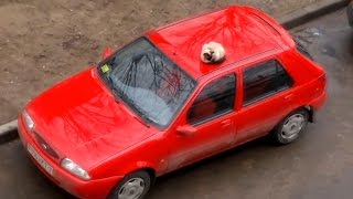 КОТ НА МАШИНЕ