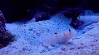 Amblyeleotris randalli pair with pistol shrimp