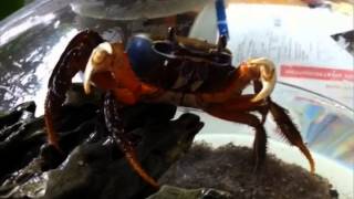 Краб в аквариуме. Аквариумная компания "Морской Мир"