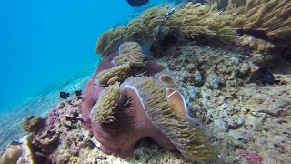Indonesia, Bali - Blue lagoon diving