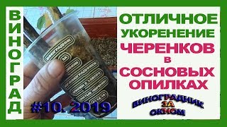 ? Отличное укоренение черенков в сосновых опилках. Виноград 2019.