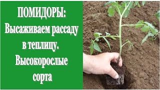 ПОМИДОРЫ: высаживаем рассаду в теплицу. Высокорослые сорта