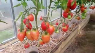 Мои томатики в теплице от 22.07.2016 г. (1)