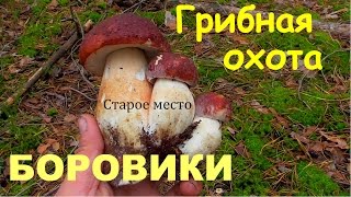 Боровики.Грибная охота.Mushroom picking