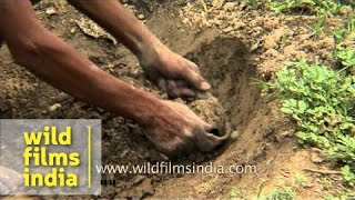 Indian potter digging clay to make pottery crocks