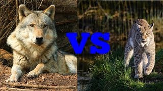 Волк против рыси. Wolf against Lynx. Животные.