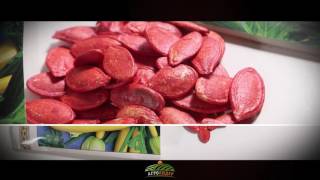 Семена кабачок кустовой Золотинка Gold - Агролидер