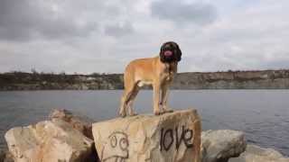 English Mastiff puppies