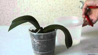 Уход за орхидеями-лечение корней  фаленопсис.