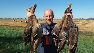 ОХОТА НА УТКУ с ягдтерьером. Кряквы на пшеничном поле. Duck hunting 2017