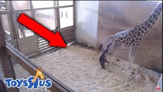 April The Giraffe Giving Birth Video! | Animal Adventure Park