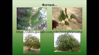 Τρόπος καρποφορίας φιστικιάς (Pistacia vera, Pistachio)