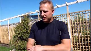 Покупать газон в рулонах или сеять семенами. Что лучше?