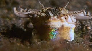 This Terrifying Worm Snatches Fish from the Ocean Floor