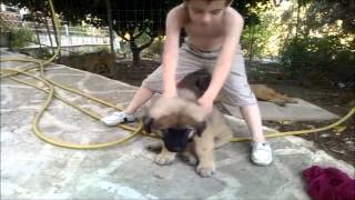 Ποιμενικός Καυκάσου προς πώληση! 28-06-2013 caucasian puppies for sale