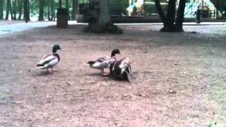 Ducks mating at Greenfield Lake in Wilmington NC