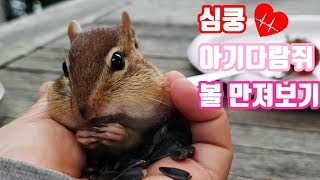 심쿵️ 아기다람쥐 볼 만져보기