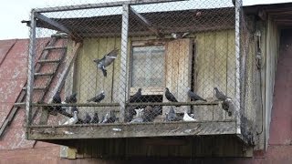 Выпуск пары голубей-1000 рублей. Хозяйство Гридневых