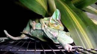 Successful Veiled Chameleon Mating