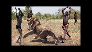 LIVE : Amazing Wild Animals Attacks - Wild Animal Fights Caught On Camera | Wild Animals Fights