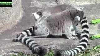 Gesture cute animal - Monkey licking each other ass | Funny Animal 2016
