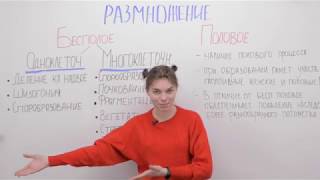 Размножение: бесполое и половое