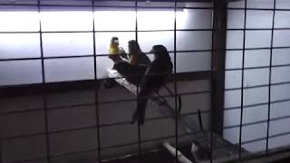 Повесил гнезда канарейкам. Три самки на 1го самца.