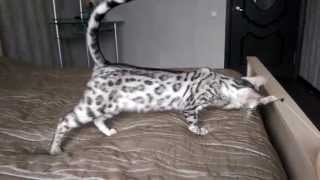 Серебристая бенгальская кошка Shady of Leorose. Сайт питомника: www.bengal-kms.ru