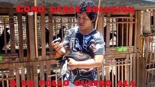 Como poder darle solución a un pollo cuatro ala