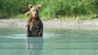 Bear Catching Salmon For Cubs