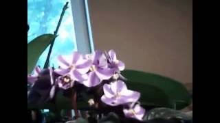 фиалка химера - шарон личный опыт . сенполии