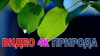 Видео природа 4к UHD Самое красивое видео