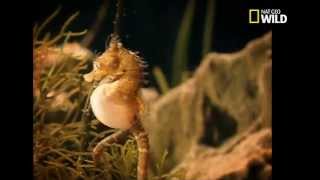 Le sexe chez les Hippocampes