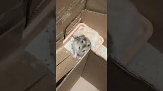 Соревнование двух хомячков в лабиринте...