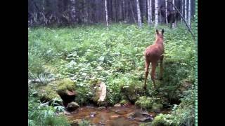 Жизнь леса. Медведь гонится за лосем.