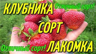 КЛУБНИКА СОРТ ЛАКОМКА/ОТЛИЧНЫЙ СОРТ!