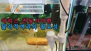 물잡이 물리적여과의 필요성과 아리스 전동사이펀 사용기 aquarium electric cleaner