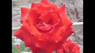 薔薇「ヘルツ・アス」×ROSE「Herz Ass」