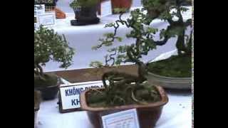 Cây cảnh nghệ thuật HOT nhất năm 2013