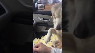 Pupper just wants her paws held  - 984691