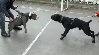 AMERİCAN BULLY XL VE CANE CORSO KARŞI KARŞIYA GELİRSE BÜYÜK KARŞILAŞMA!!