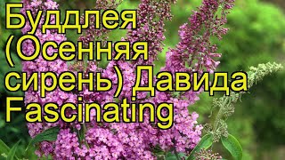 Буддлея давида Фасцинатинг. Краткий обзор, описание характеристик, где купить саженцы Fascinating