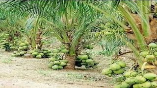 WOW! Amazing New Agriculture Technology - Coconut tree