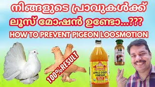 പ്രാവുകളിലെ വയറിളക്കം എങ്ങനെ തടയാം, HOW TO PREVENT PIGEON LOOSE MOTION.