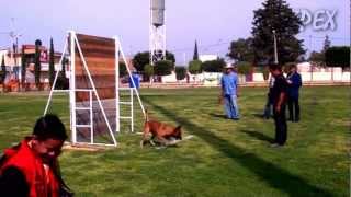 Atos Du Banc Des Hermelles Campeón México 2012