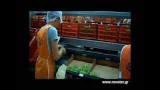 Table Grapes Packaging Line_Novatec Γραμμή Συσκευασίας Σταφυλιών