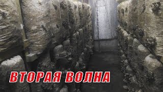 Вторая волна вешенки. Чего от неё ждать?