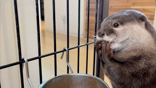 カワウソさくら 食べる！飲む！休む！食べる！カワウソ Eat, drink, rest otter