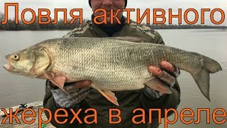 Рыбалка в Астрахани. Камызякский район. Апрель 2017. Часть 4. Активная ловля жереха.